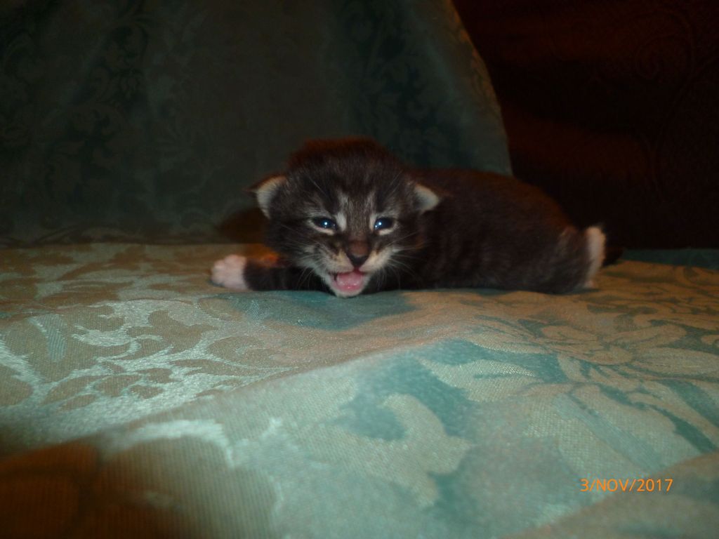 Gatti Norvegesi - cuccioli