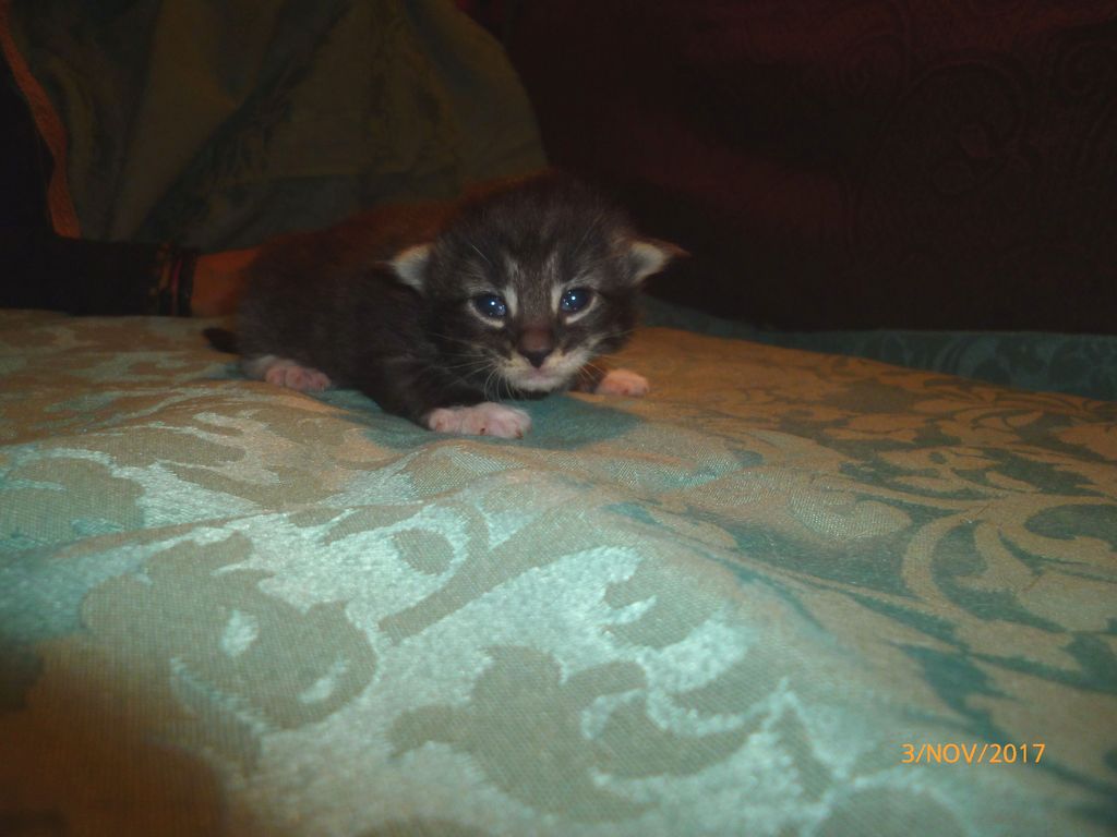 Gatti Norvegesi - cuccioli