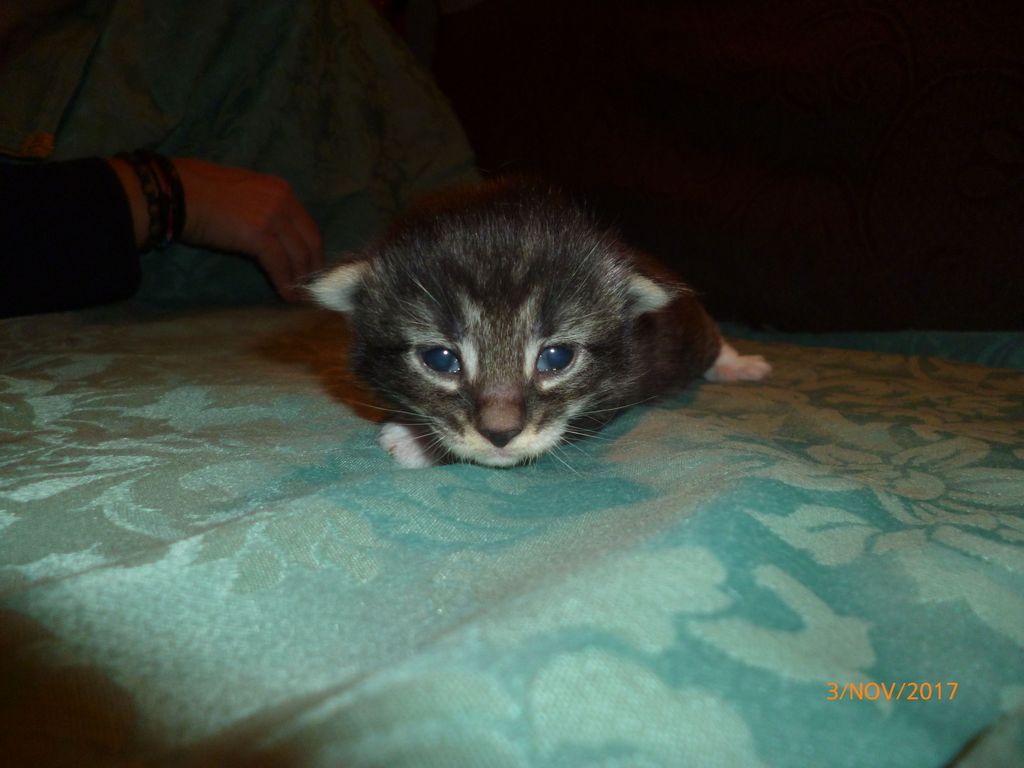 Gatti Norvegesi - cuccioli