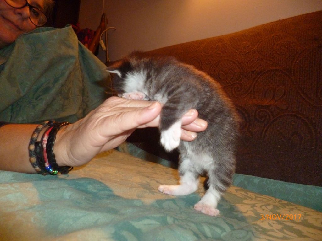 Gatti Norvegesi - cuccioli