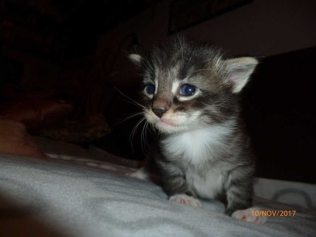Gatti Norvegesi - cuccioli