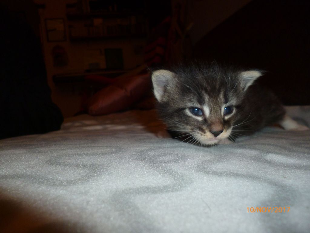 Gatti Norvegesi - cuccioli