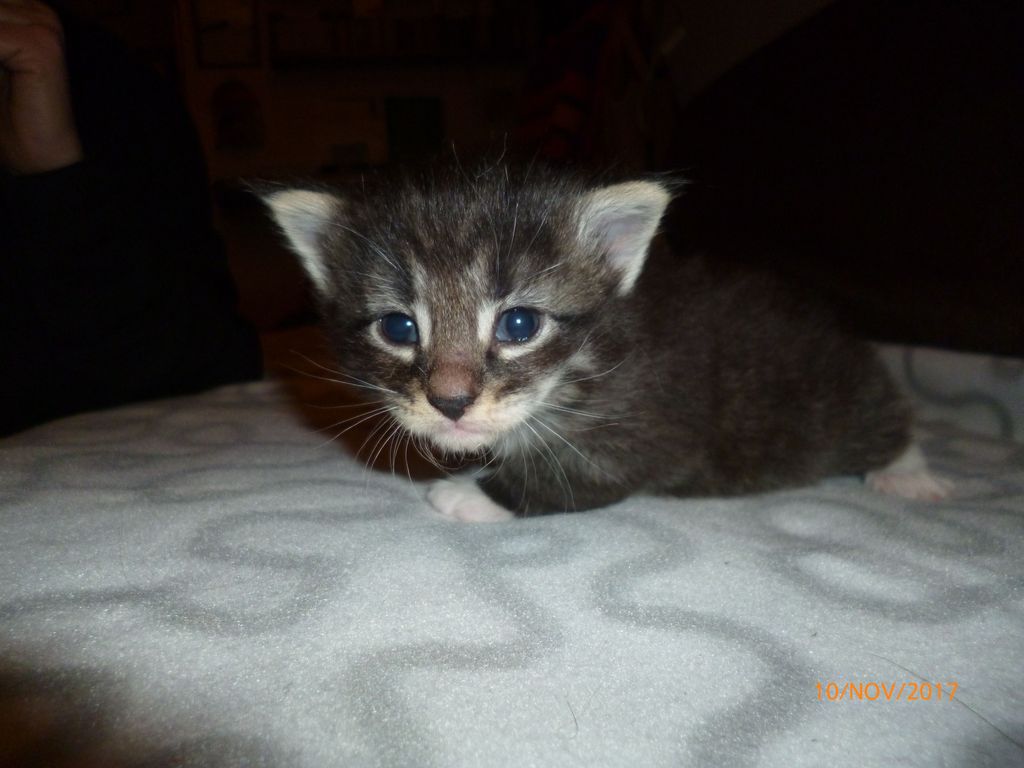 Gatti Norvegesi - cuccioli