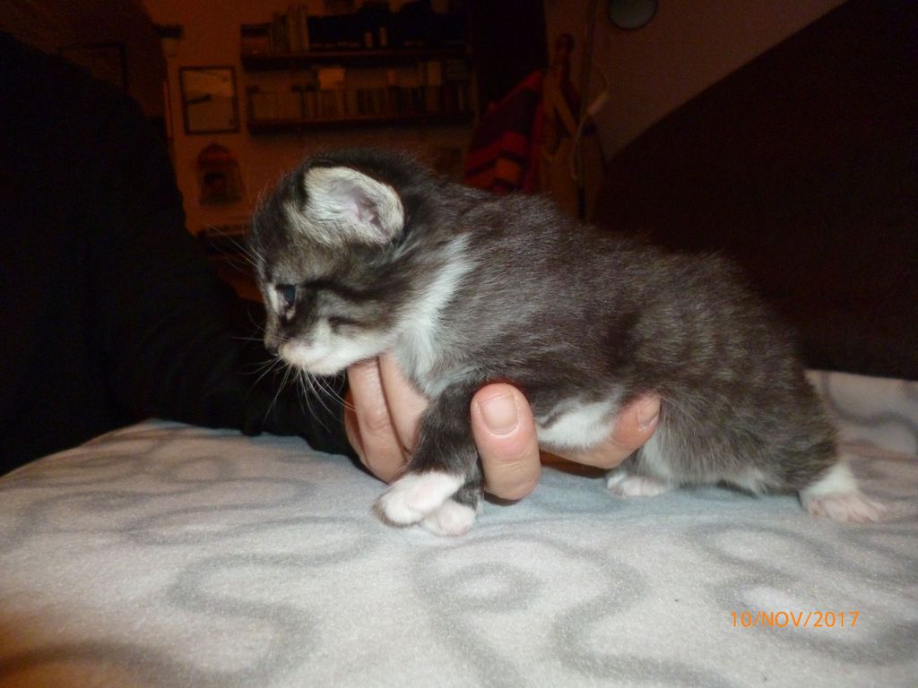 Gatti Norvegesi - cuccioli