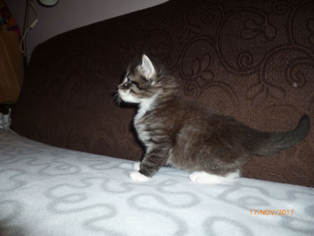 Gatti Norvegesi - cuccioli