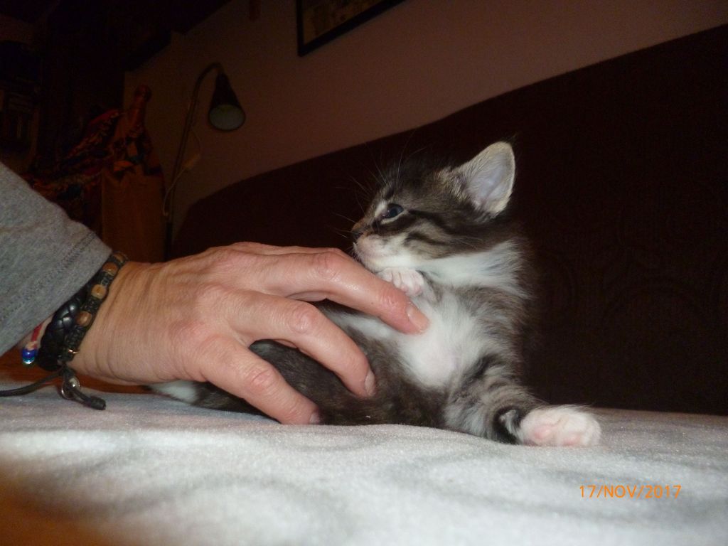 Gatti Norvegesi - cuccioli