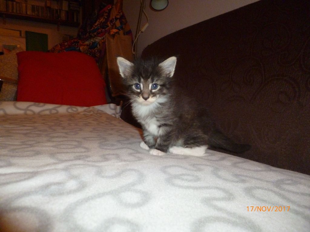 Gatti Norvegesi - cuccioli