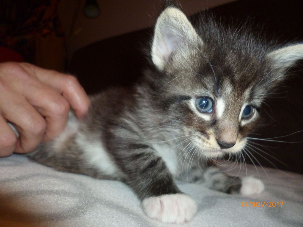 Gatti Norvegesi - cuccioli