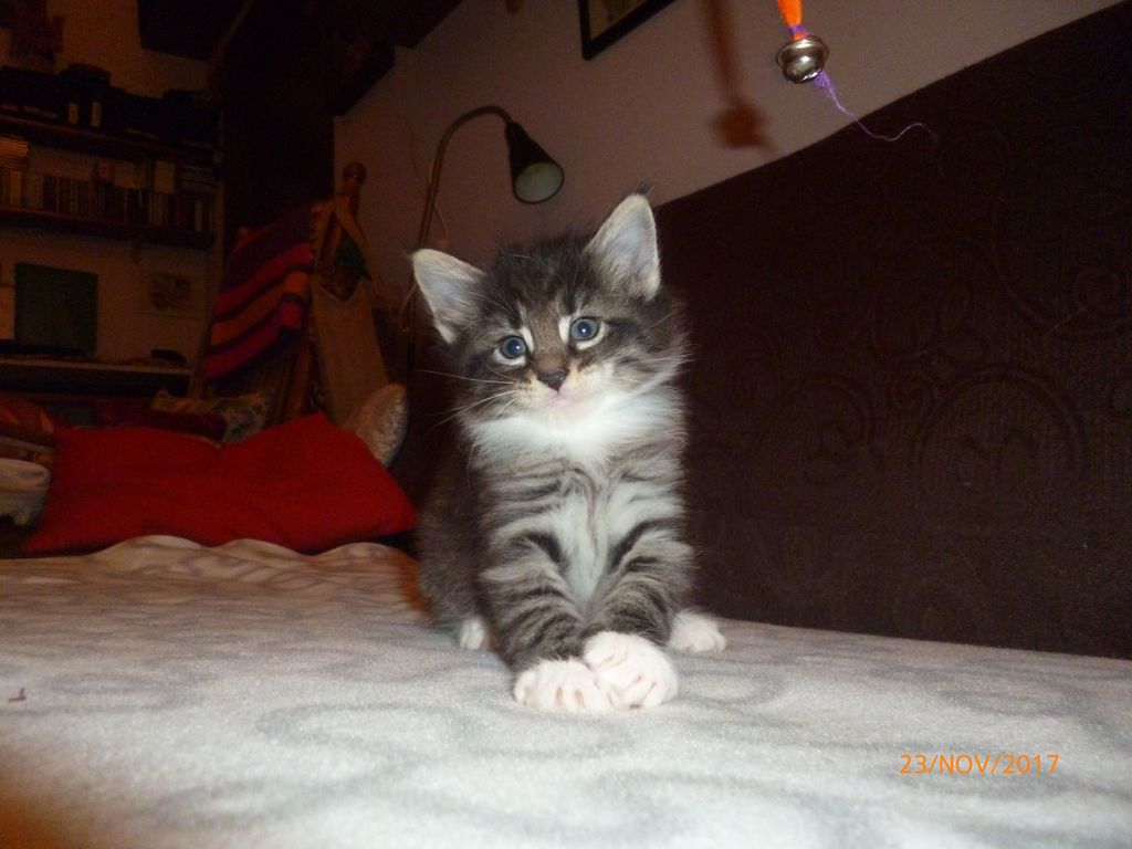 Gatti Norvegesi - cuccioli