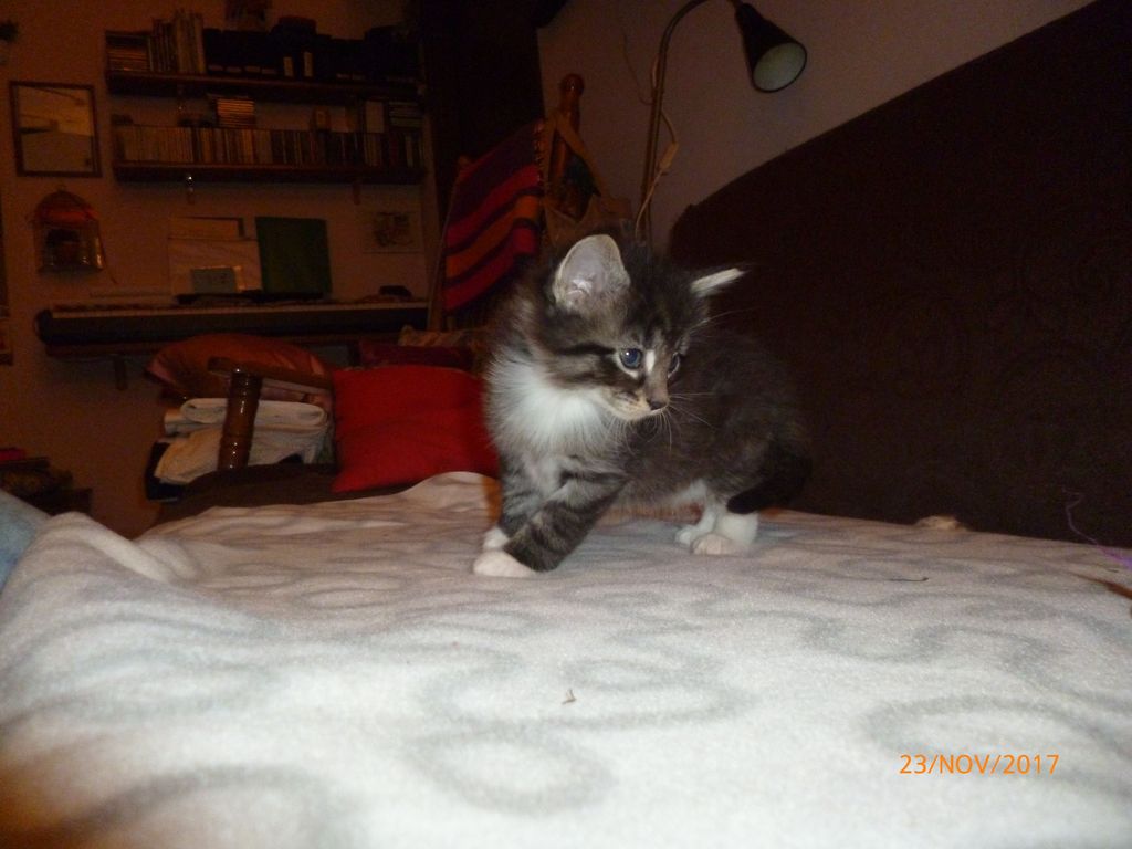 Gatti Norvegesi - cuccioli