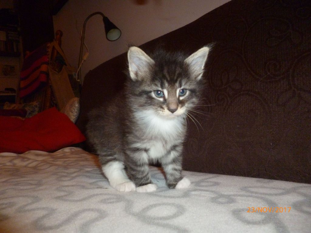 Gatti Norvegesi - cuccioli