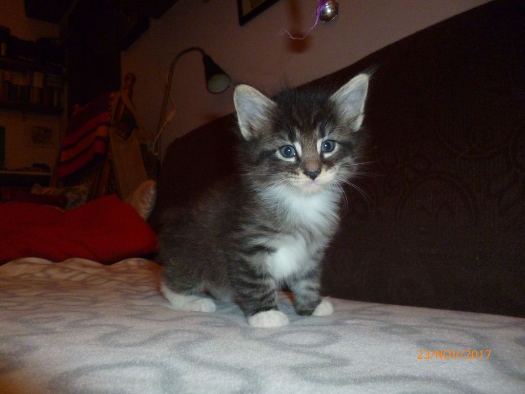 Gatti Norvegesi - cuccioli