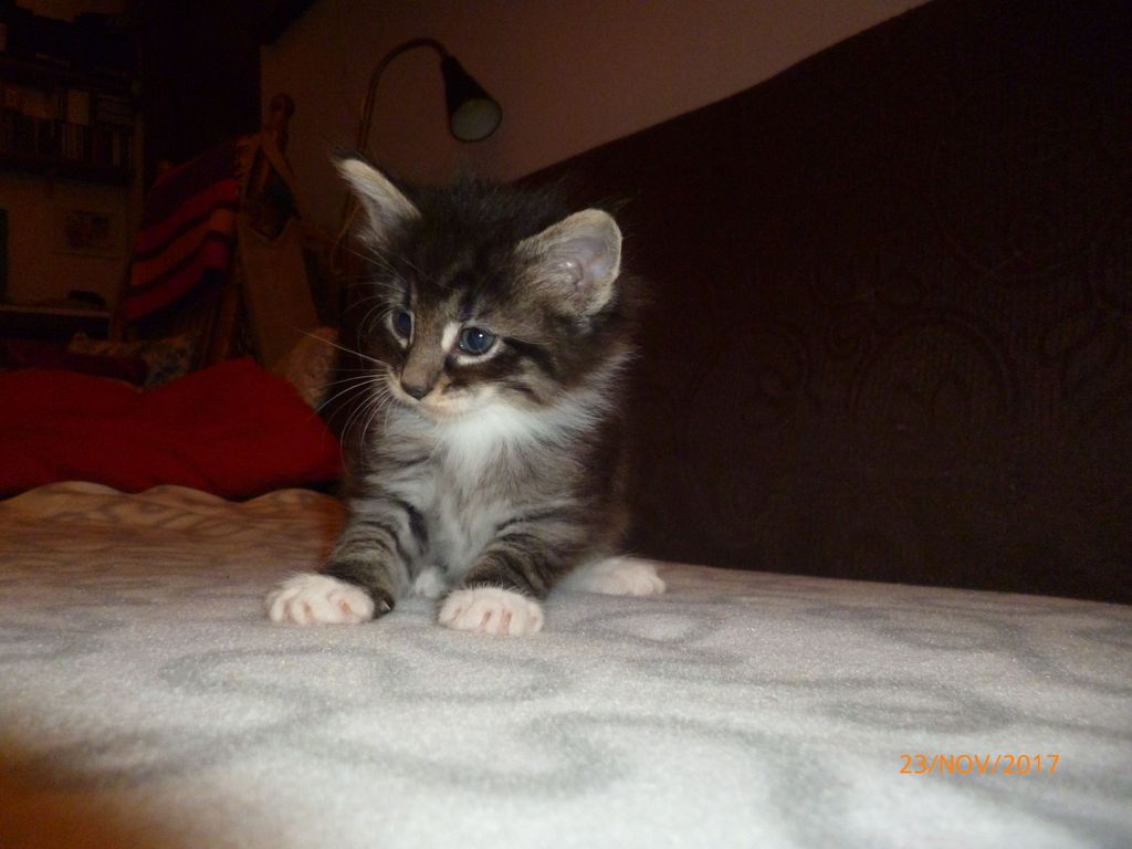 Gatti Norvegesi - cuccioli