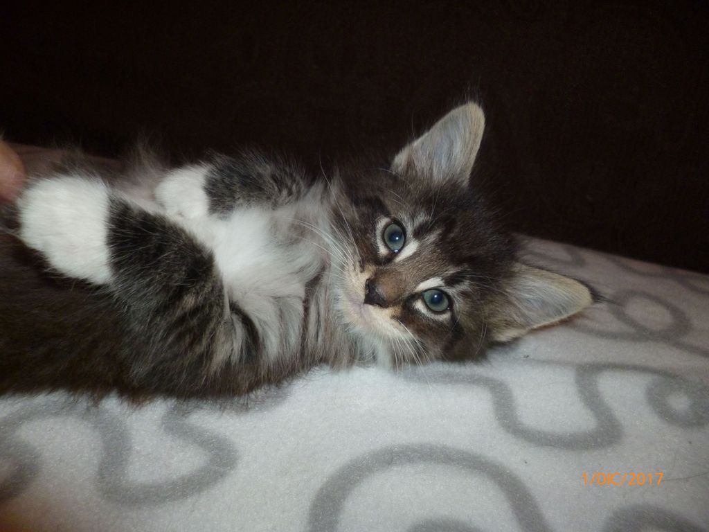 Gatti Norvegesi - cuccioli