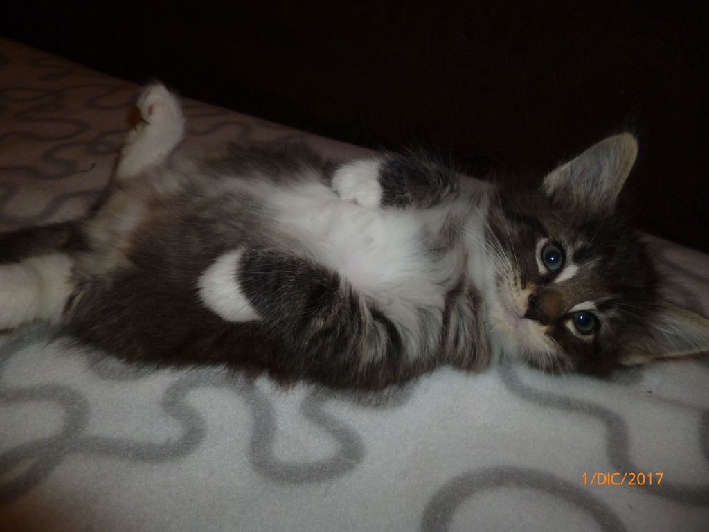 Gatti Norvegesi - cuccioli