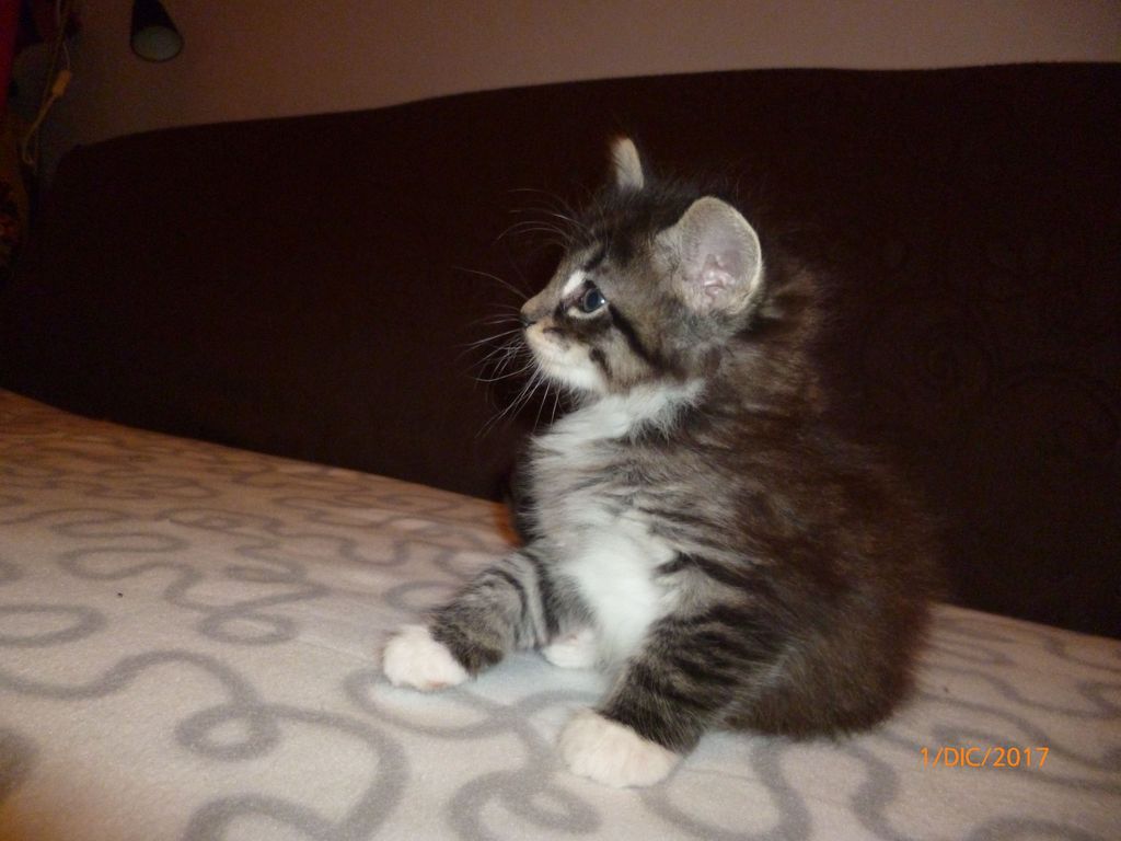 Gatti Norvegesi - cuccioli