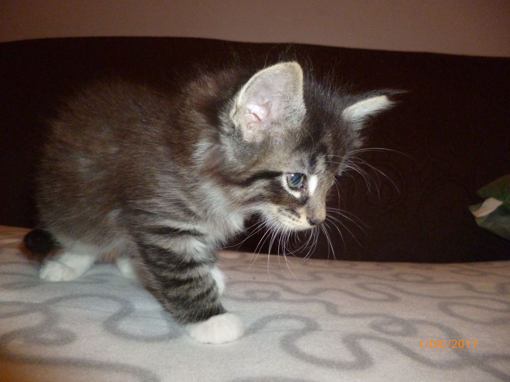 Gatti Norvegesi - cuccioli