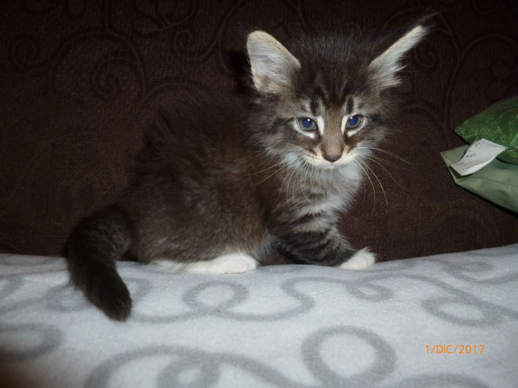 Gatti Norvegesi - cuccioli