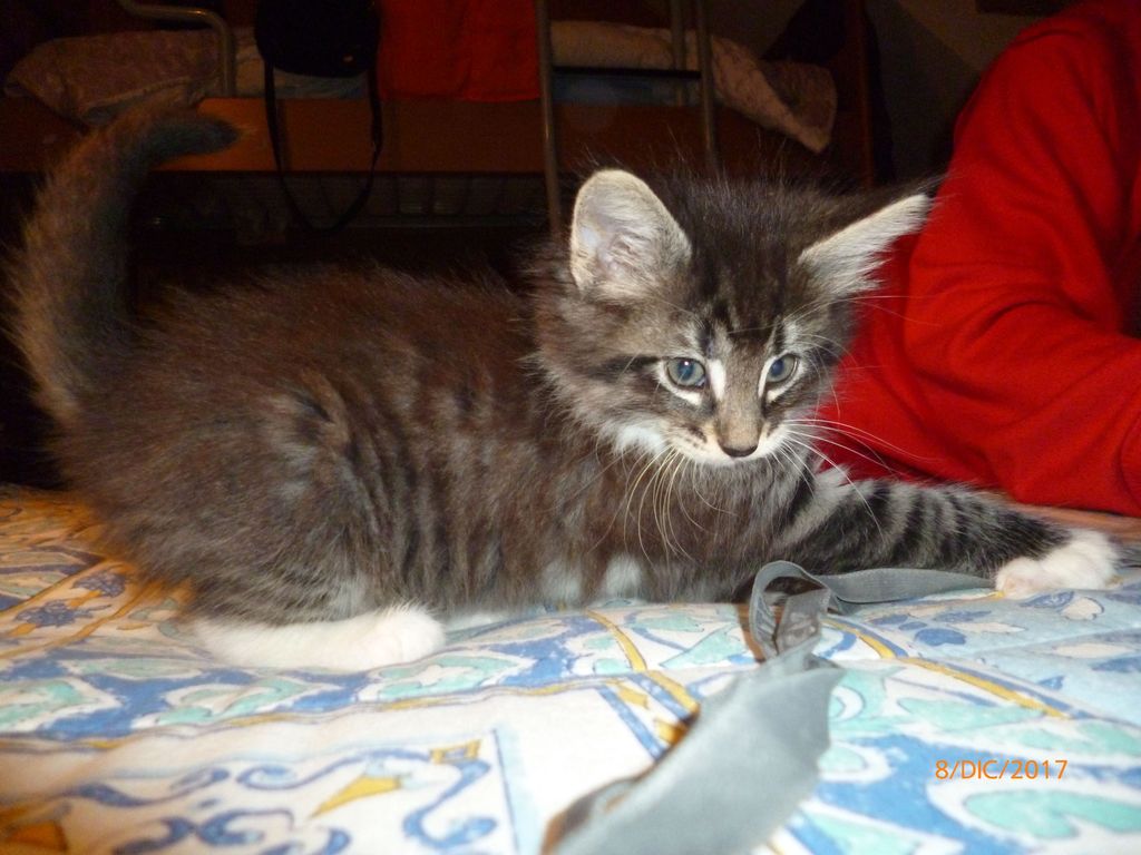 Gatti Norvegesi - cuccioli