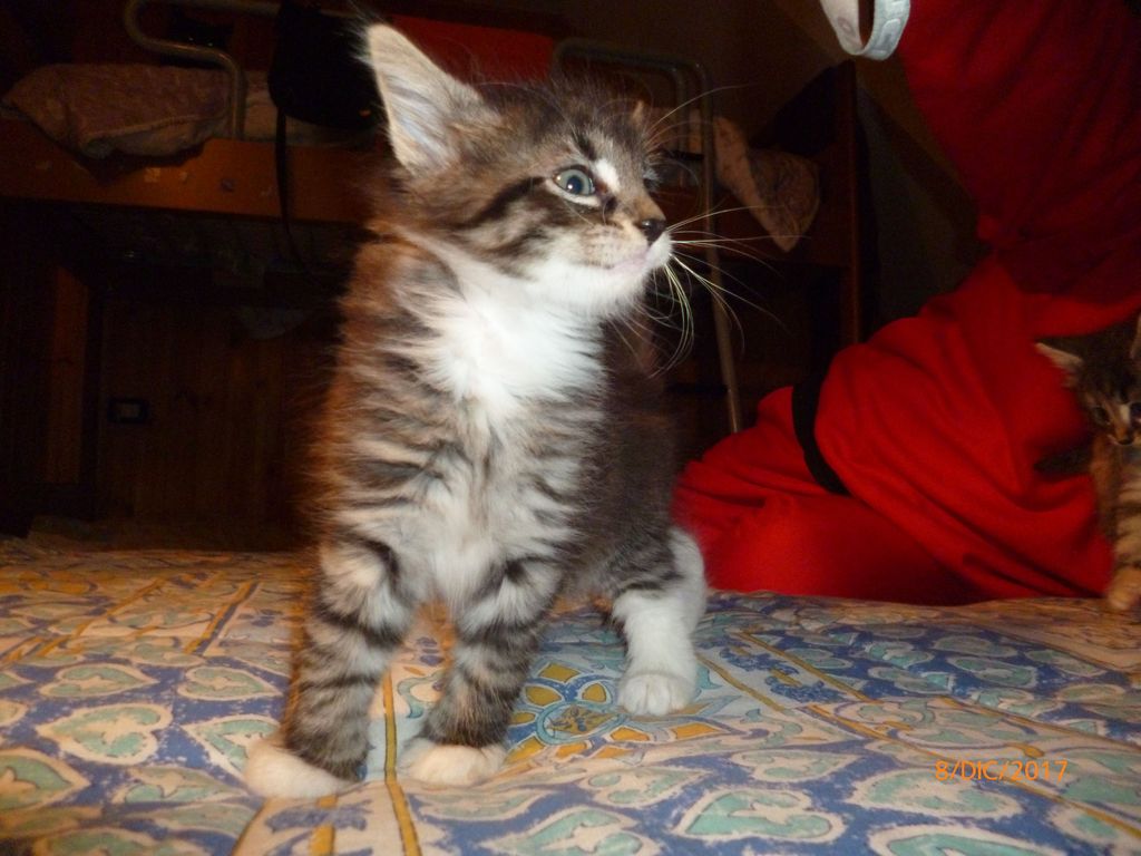 Gatti Norvegesi - cuccioli