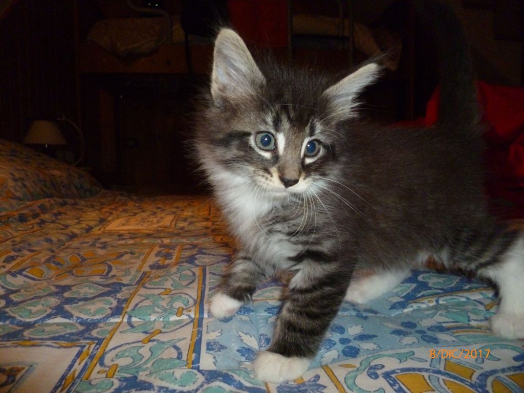Gatti Norvegesi - cuccioli