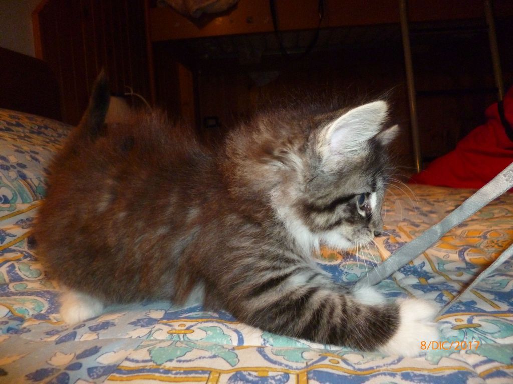 Gatti Norvegesi - cuccioli