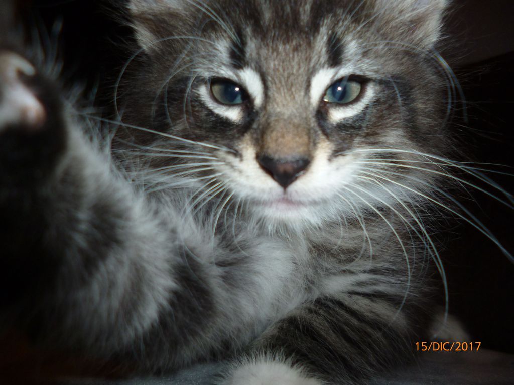 Gatti Norvegesi - cuccioli