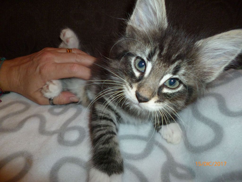 Gatti Norvegesi - cuccioli
