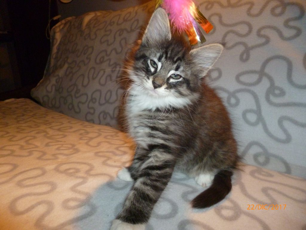 Gatti Norvegesi - cuccioli