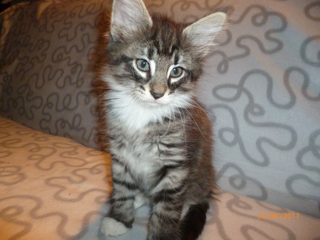 Gatti Norvegesi - cuccioli