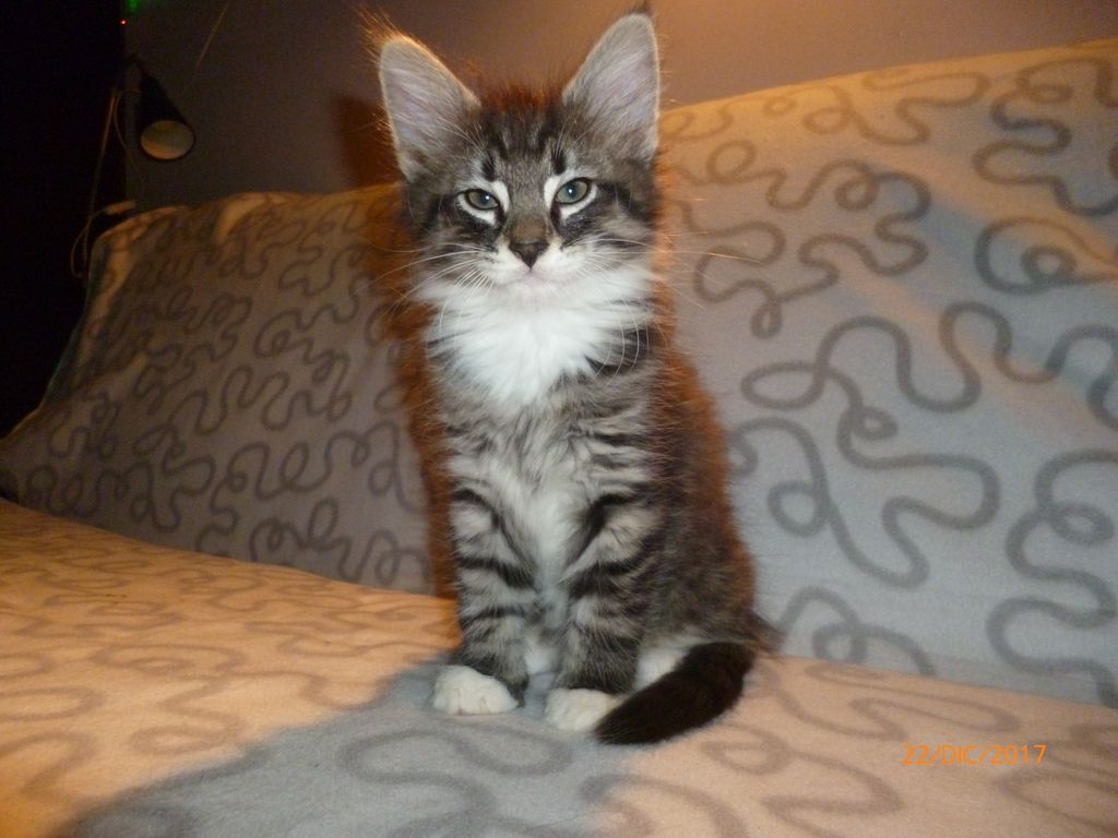 Gatti Norvegesi - cuccioli