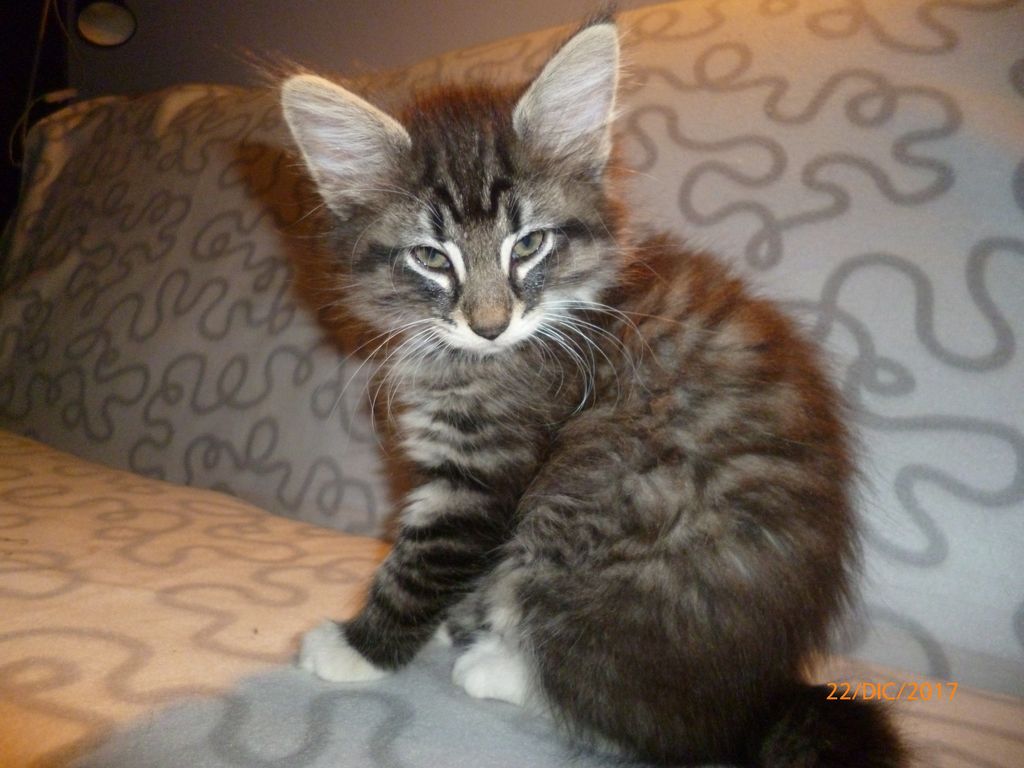 Gatti Norvegesi - cuccioli