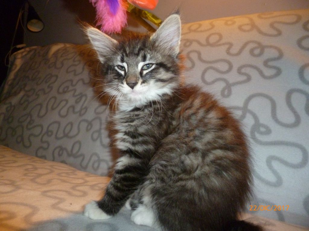 Gatti Norvegesi - cuccioli