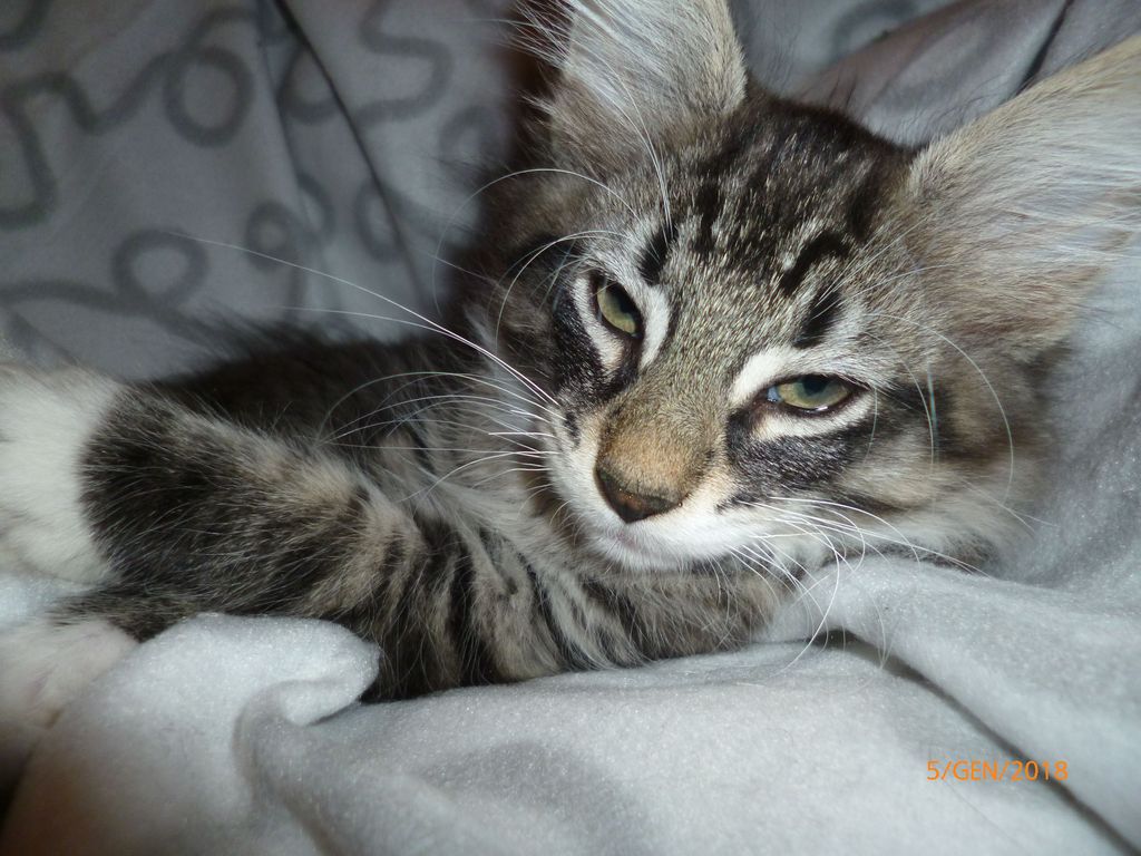 Gatti Norvegesi - cuccioli