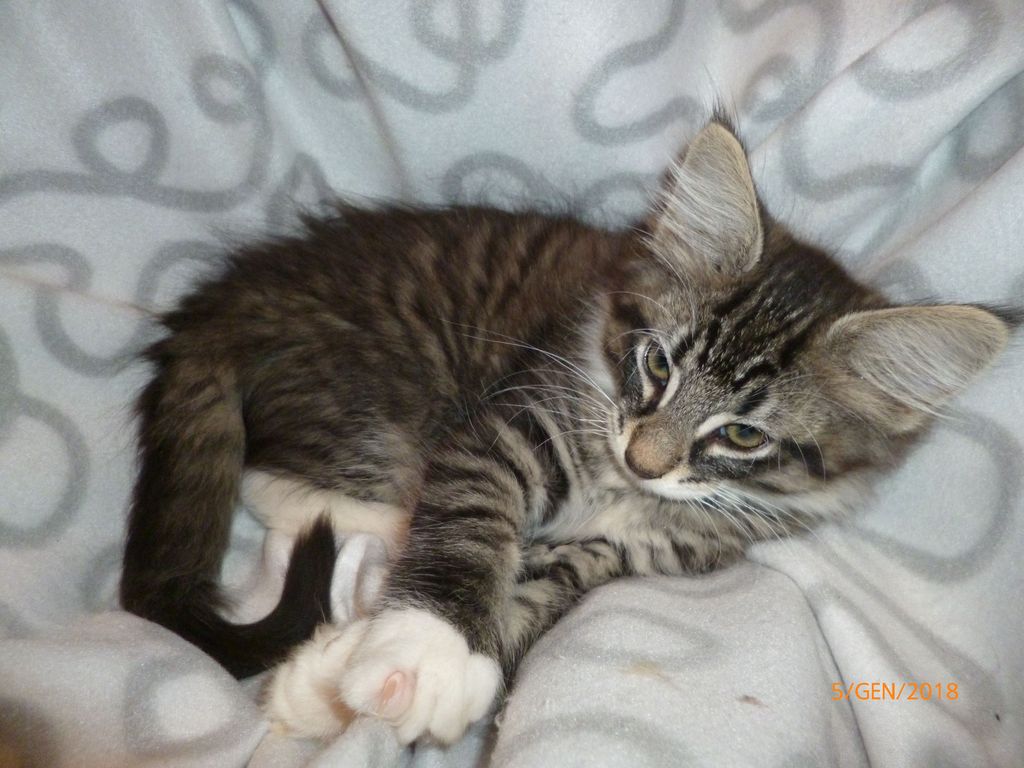 Gatti Norvegesi - cuccioli