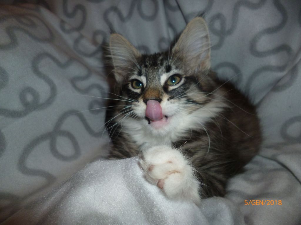 Gatti Norvegesi - cuccioli