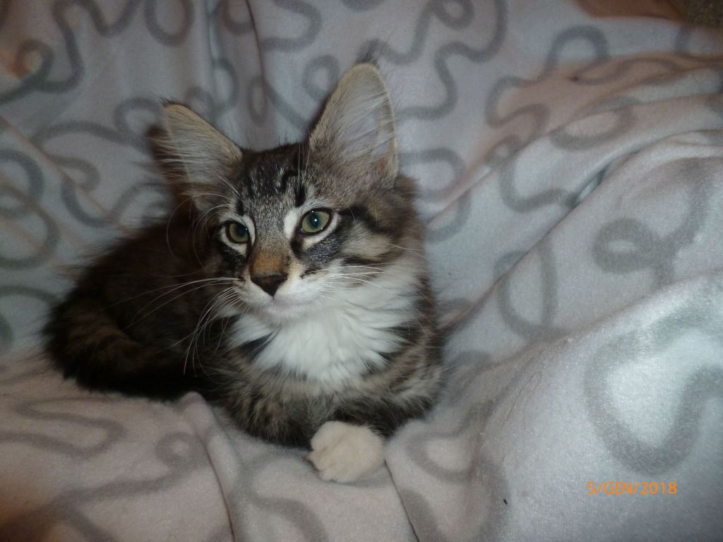Gatti Norvegesi - cuccioli