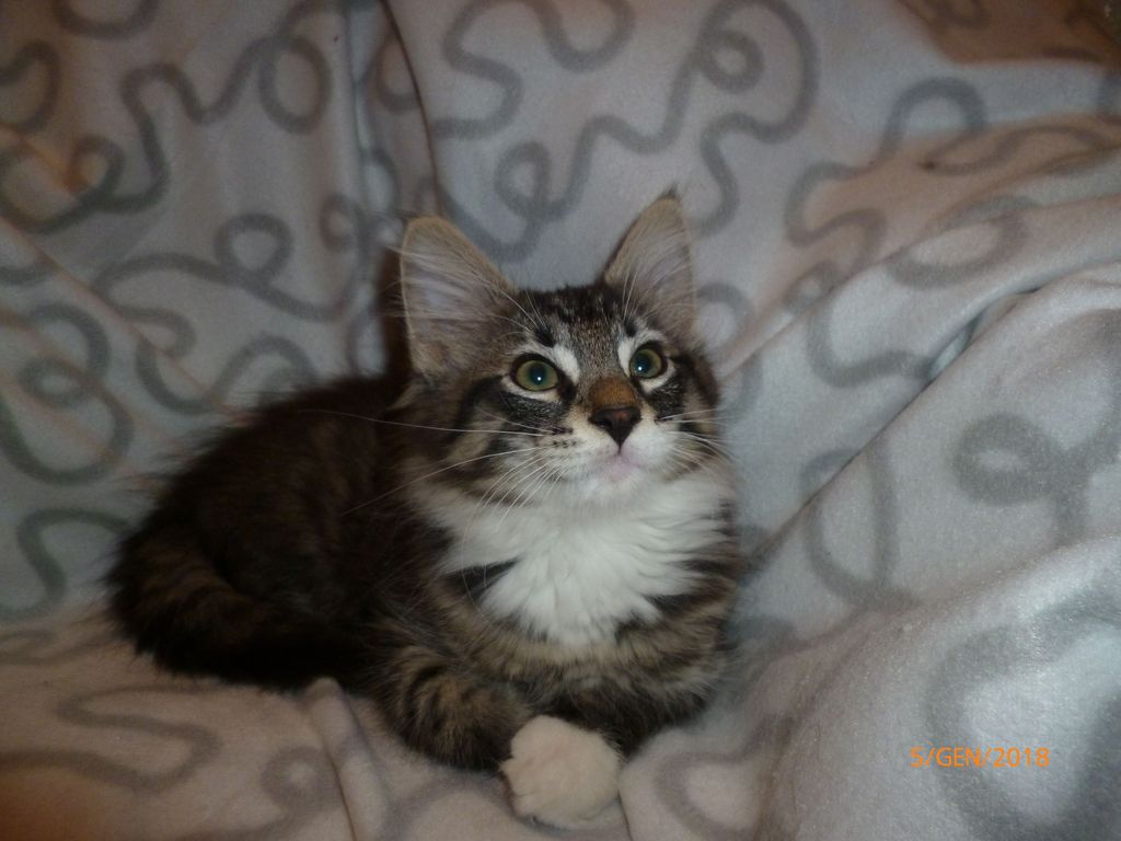 Gatti Norvegesi - cuccioli