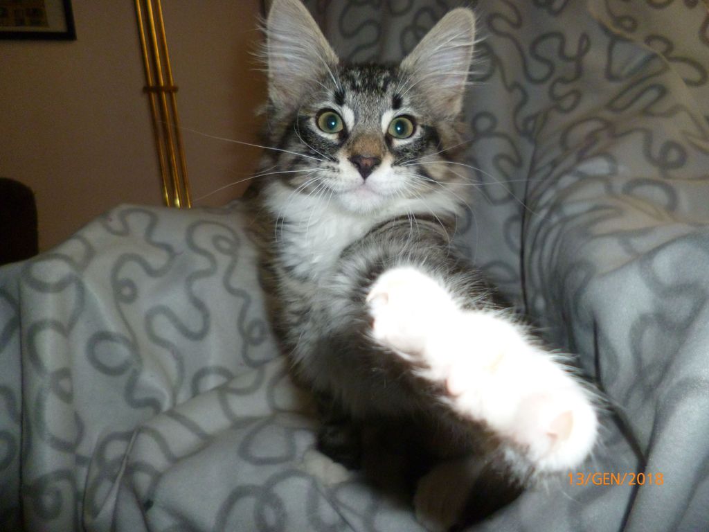 Gatti Norvegesi - cuccioli