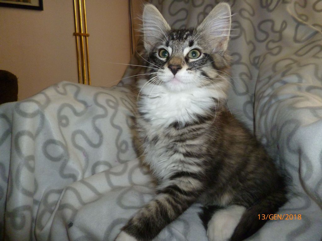 Gatti Norvegesi - cuccioli