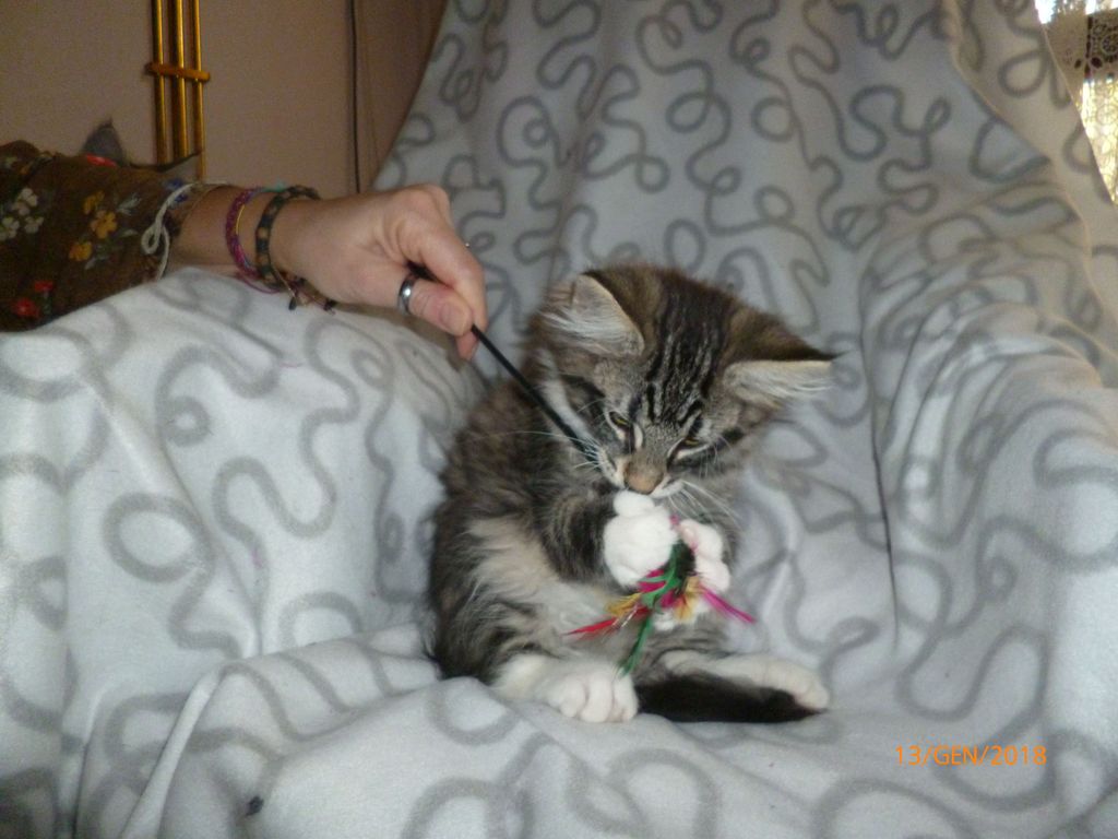 Gatti Norvegesi - cuccioli