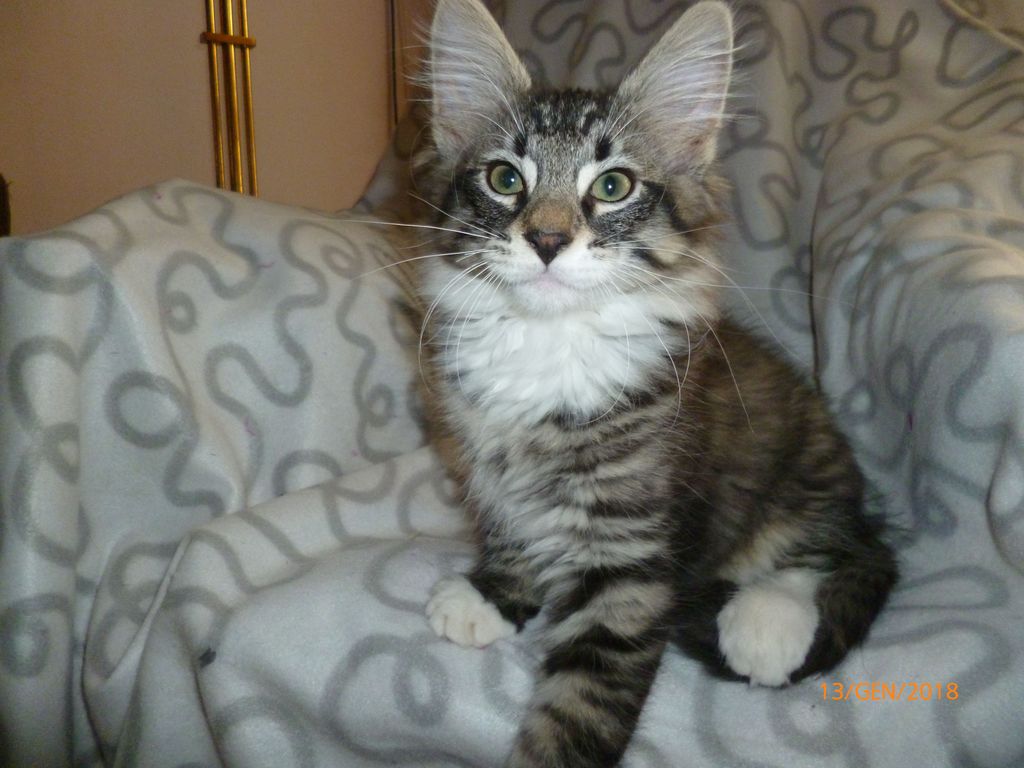 Gatti Norvegesi - cuccioli