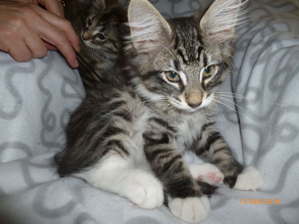Gatti Norvegesi - cuccioli