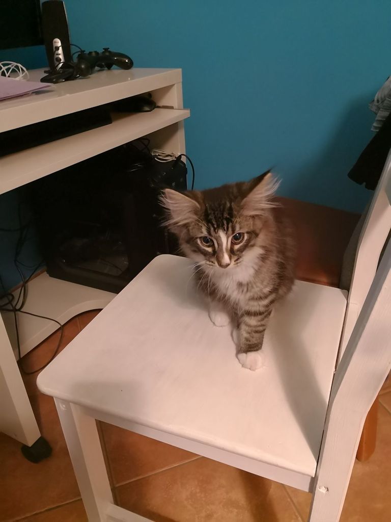 Gatti Norvegesi - cuccioli