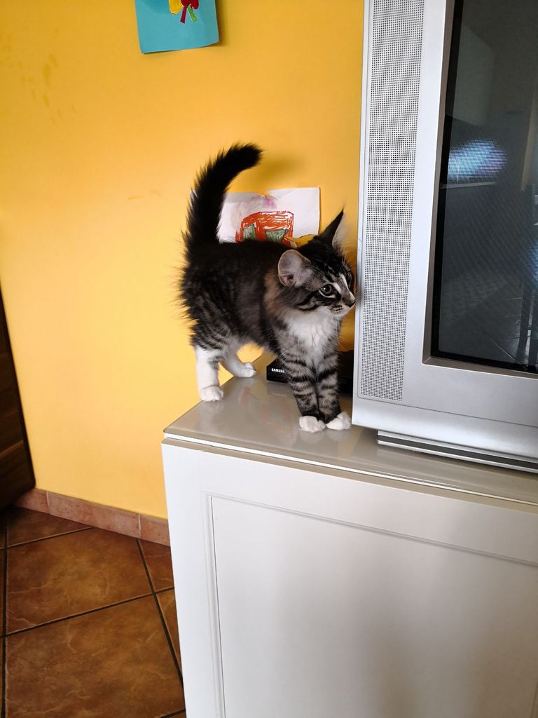Gatti Norvegesi - cuccioli