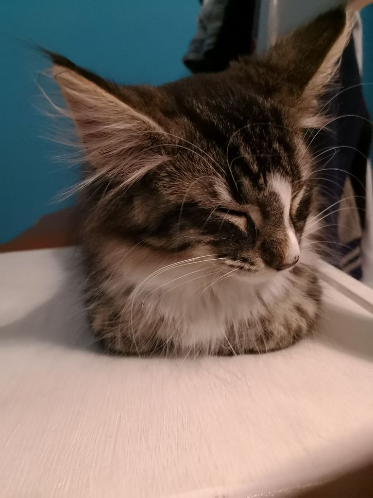 Gatti Norvegesi - cuccioli