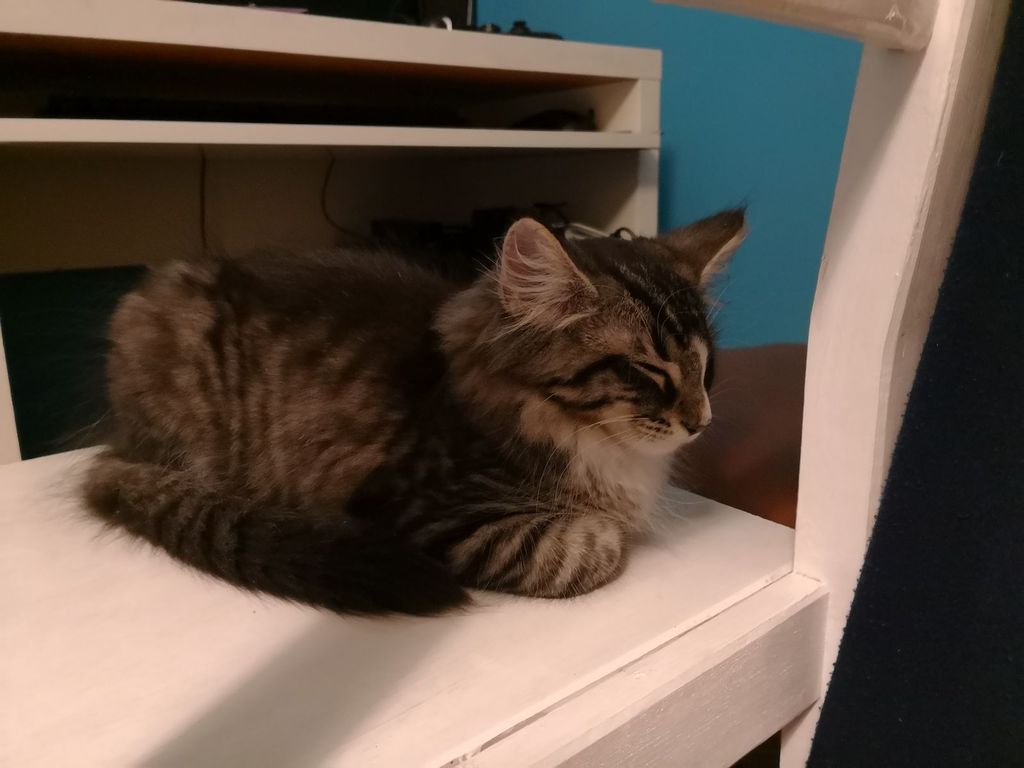 Gatti Norvegesi - cuccioli