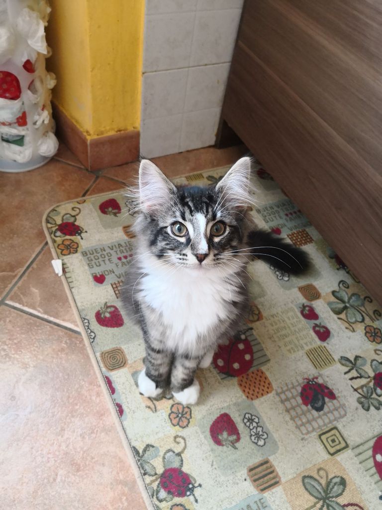 Gatti Norvegesi - cuccioli