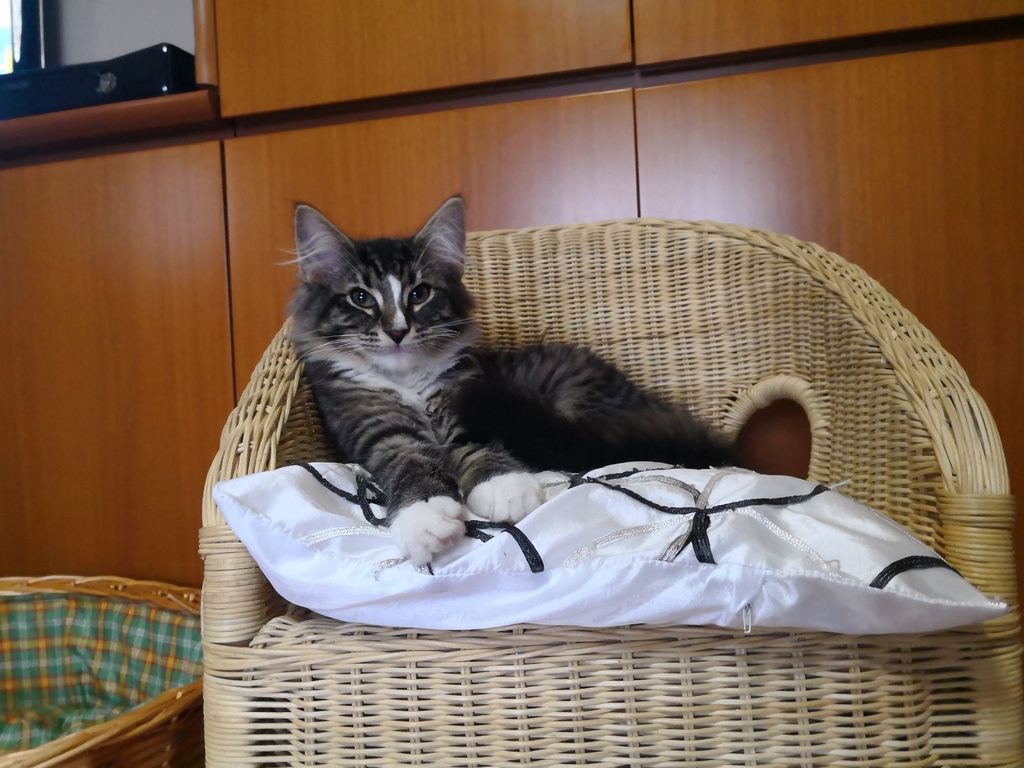 Gatti Norvegesi - cuccioli