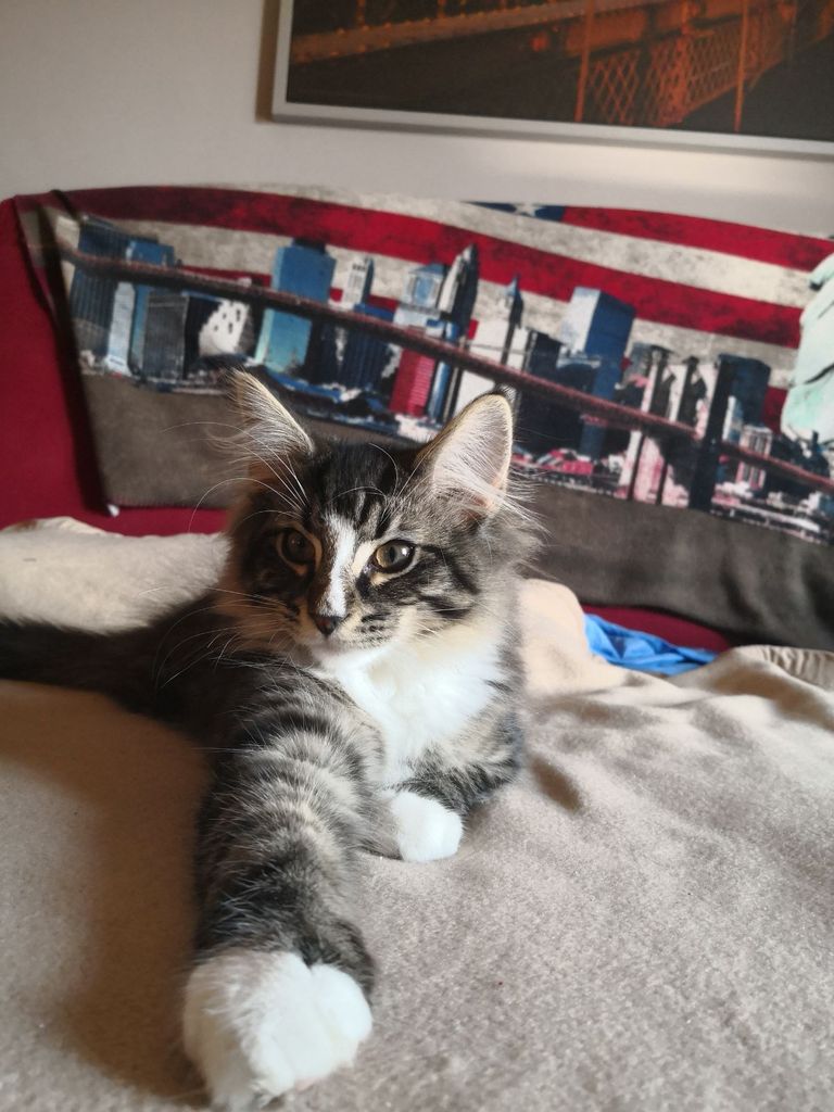 Gatti Norvegesi - cuccioli